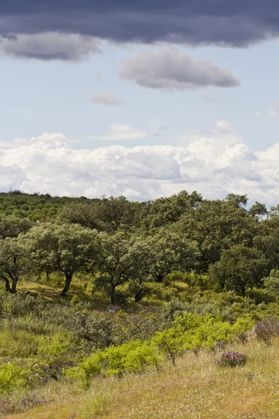 Belső-Algarve — Stock Fotó