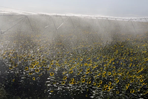 Irrigation system on sunflower field — Stock Photo, Image