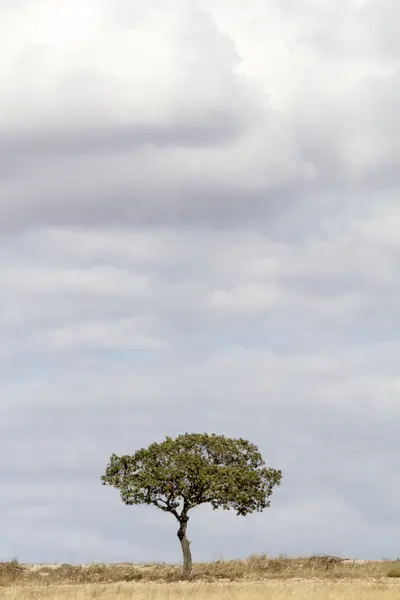 白い雲を注ぐ雨がツリー — ストック写真