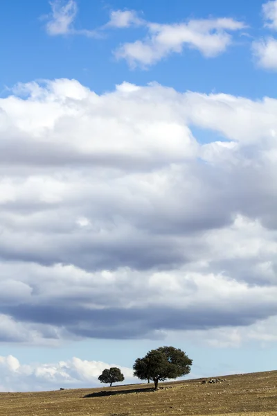 ต้นไม้ที่โดดเดี่ยวและท้องฟ้าเมฆ — ภาพถ่ายสต็อก