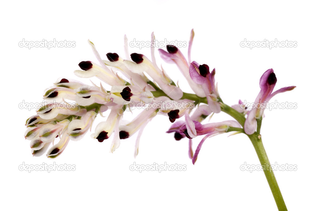 Fumaria flower