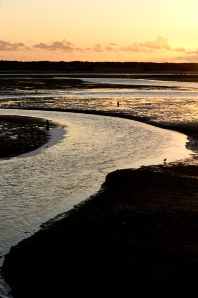 Beautiful marshlands — Stock Photo, Image