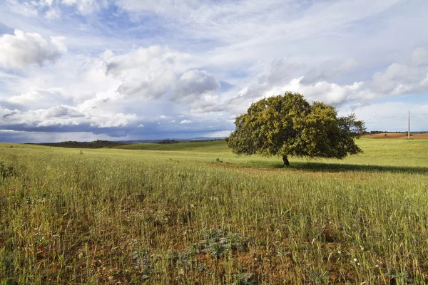 Lonely tree — Stock Photo, Image