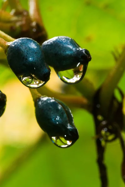 Waterdruppels op zwarte bessen — Stockfoto