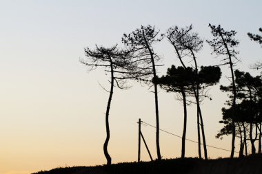 siluet çam ağaçları
