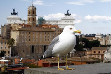 Roma kenti palatino geniş görüş