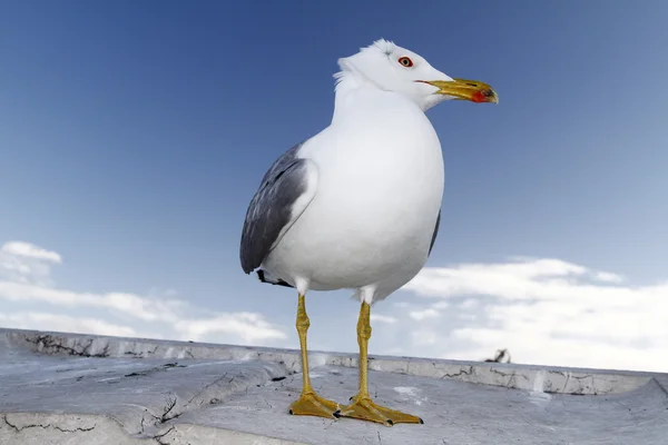 シーガル鳥 — ストック写真