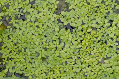 su duckweed bitkiler