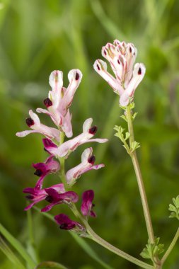 fumaria capreolata çiçek