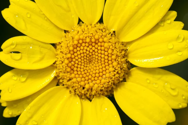 Flor de margarita de maíz —  Fotos de Stock