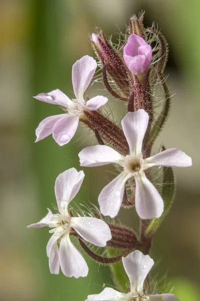 Frequentes Flor de sabonete — Fotografia de Stock