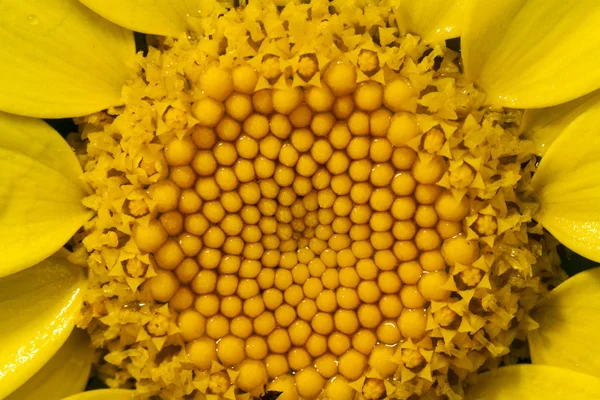 Flor de margarita de maíz —  Fotos de Stock