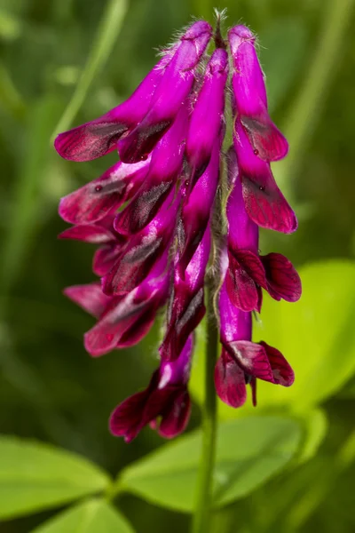 Vicia bengalski kwiat — Zdjęcie stockowe