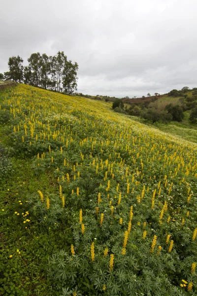 Champ de fleurs de lupin jaune — Photo