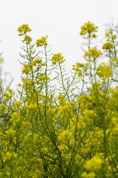 Flor de colza (Brassica napus) — Fotografia de Stock