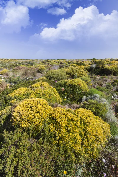 Bellissimo campo di fiori a Sagres — Foto Stock