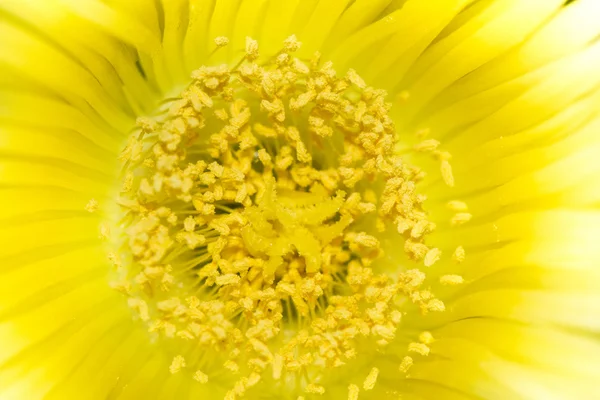 Тычинки диких цветов, покрытые пыльцой — стоковое фото