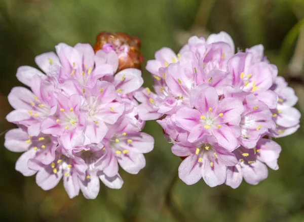 Armeria macrophylla virág — Stock Fotó