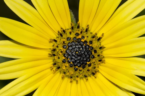 Желтый цветок календаря — стоковое фото
