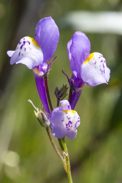 Linaria algarviana flower — Stock Photo, Image