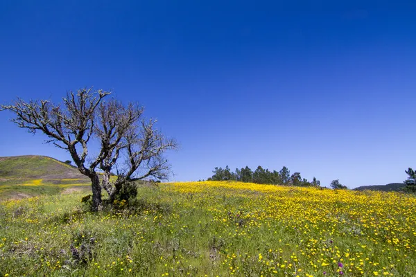 Colina de flores de calêndula amarelas — Fotografia de Stock