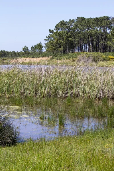 Patch van bomen met vijver — Stockfoto