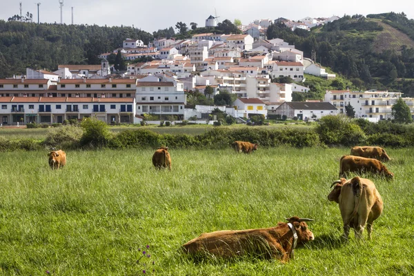 Krávy jíst trávu na odeceixe — Stock fotografie