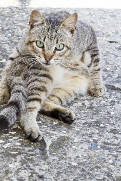 Yerli kedi komik bir poz üzerinde — Stok fotoğraf