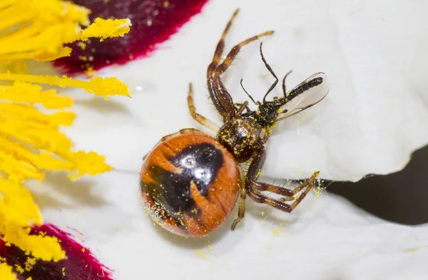 Crab spider — Stock Photo, Image