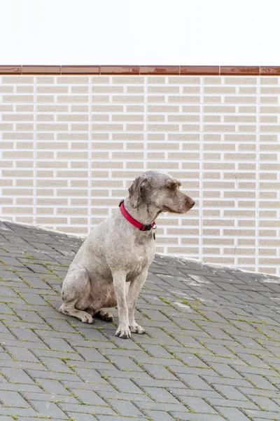 Cão doméstico marrom com gola vermelha . — Fotografia de Stock