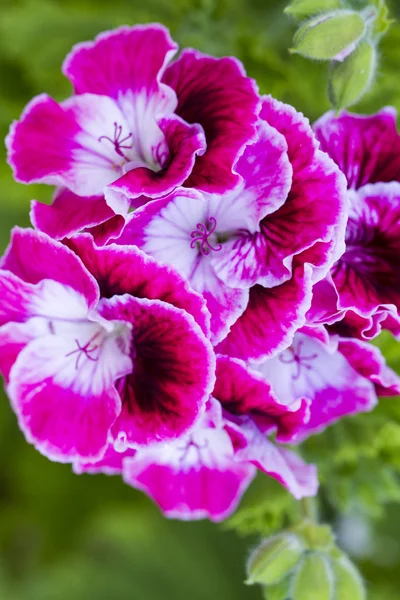 Sinningia speciosa flower. — Stock Photo, Image