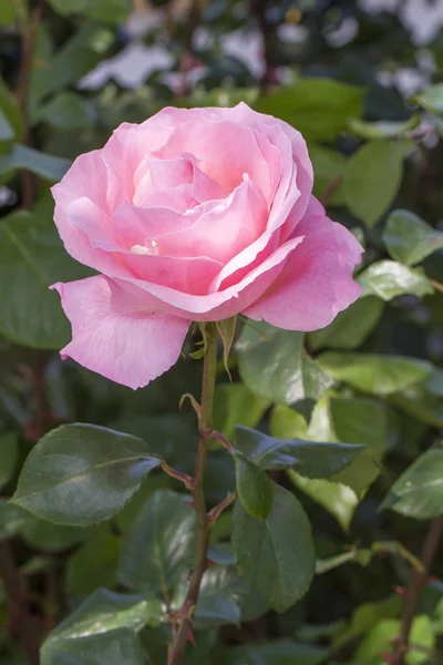 Schöne rosa Rosenblüte im Garten. — Stockfoto