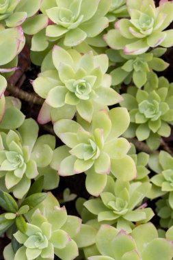 Bahçedeki etli bitki (echeveria elegans).