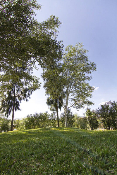 View of tall green trees on a urban park.
