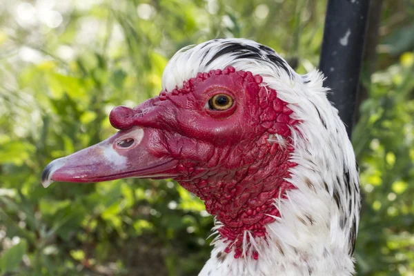 Muscovy duck bird — Stock Photo, Image