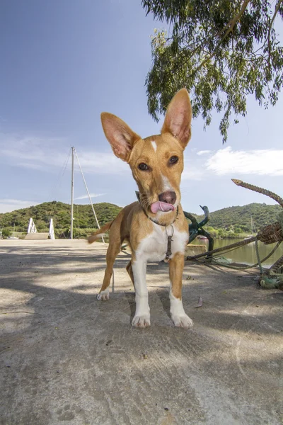 Cão de estimação doméstico bonito — Fotografia de Stock