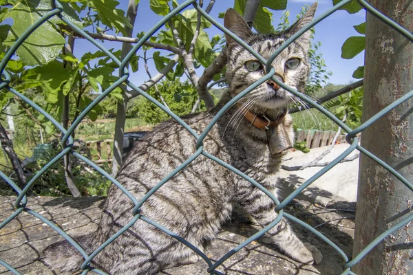 国内的猫 — 图库照片