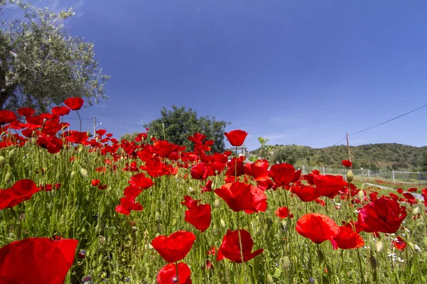 Червоне макове квіткове поле — стокове фото