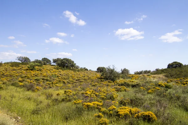 Algarve krajobrazy wzgórz — Zdjęcie stockowe