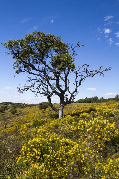 Algarve countryside hills — Stock Photo, Image
