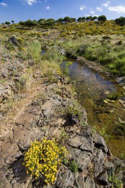 bir kırsal bahar bakış