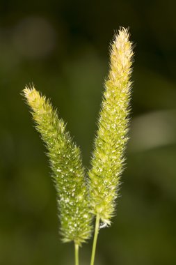 Başlık canarygrass