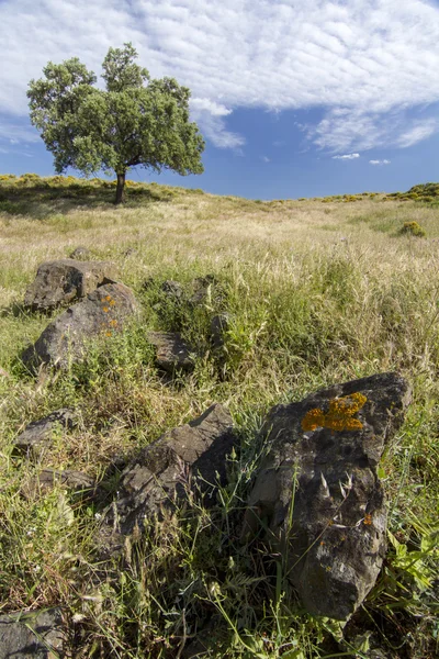 Beautiful view of the rural countryside of the Algarve region. — Stock Photo, Image