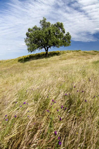Krásný výhled na venkovské krajiny regionu algarve. — Stock fotografie