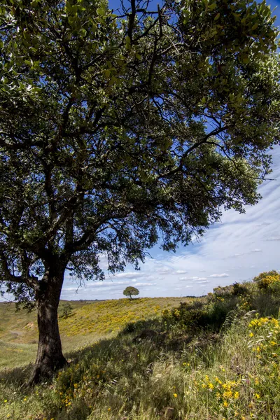 Two trees on the rural countryside — Stock Photo, Image