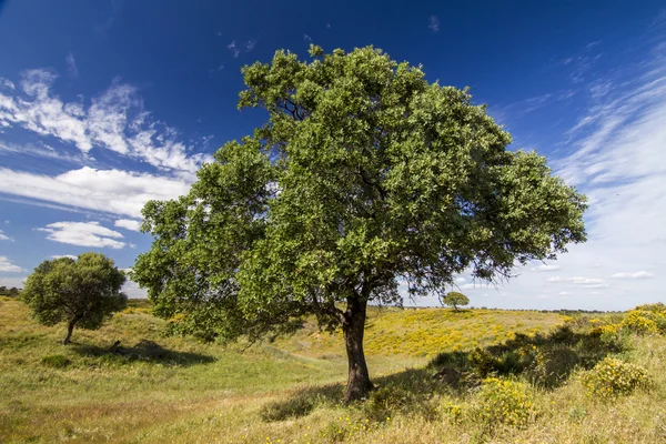 Two trees on the rural countryside — Stock Photo, Image