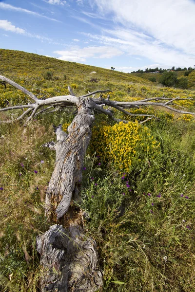 Hermosa vista del campo rural de la región del Algarve . — Foto de Stock