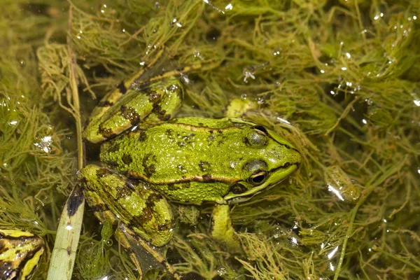 Essbarer Frosch (pelophylax esculentus) auf einer Pfütze — Stockfoto