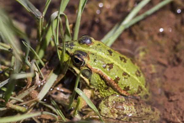 Żaba (Pelophylax esculentus) na kałuży — Zdjęcie stockowe