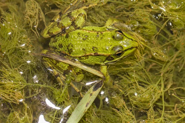 Essbarer Frosch (pelophylax esculentus) auf einer Pfütze — Stockfoto